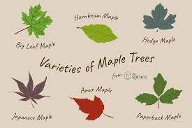 Tolerant of urban environments and air pollution. 13 Beautiful Species Of Maple Trees