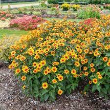 Image result for Heliopsis