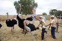 Image result for ‫نام شتر مرغ آمریکایى‬‎