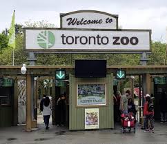 Además del show de osos pandas. Toronto Zoo Helps Save Woman From Venomous Snake Bite Suffered In Thailand Toronto Globalnews Ca