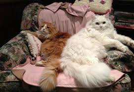 Buy from local sellers or find a home for your cats and kittens today. Pin On White Siberian Cat