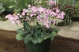 Image result for Primula malacoides