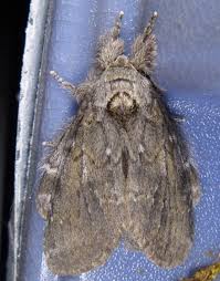 Image result for Pellaea angulosa