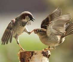 Bird Birds Qus Quslar Kussesi Kus Swallowtattoo Serce Animallove Animals Cutebirds Bird Birds Qus Quslar Kussesi Proverbs 9 Proverbs Animals