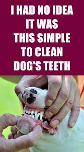 Top 3 Ways To Keep Your Dog S Teeth Clean At Home Dog Teeth Dog Teeth Cleaning Dog Teeth Care