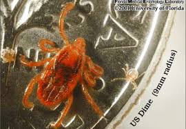 Dog flea and tick prevention prices. Brown Dog Tick Rhipicephalus Sanguineus Latreille