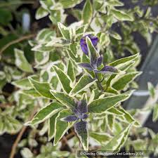 Image result for Lycianthes rantonnetii