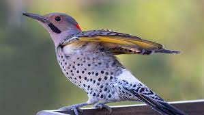 The good team, the evil team, and the neutral team. Northern Flicker A Sight To Behold