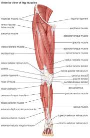 Arm, in zoology, either of the forelimbs or upper limbs of ordinarily bipedal vertebrates, particularly humans and other muscles of the upper arm (posterior view). Voluntary Muscle Definition Of Voluntary Muscle At Dictionary Com