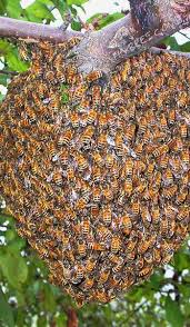 How much does it cost to remove a bee hive? Bee Removal Peoria Az