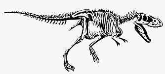Dinosaur T Rex Tyrannosaurus Fossil Tyrannosaurus Rex Skeleton Svg Png Image Transparent Png Free Download On Seekpng Similar with t rex silhouette png.