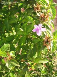 Image result for Barleria spinulosa