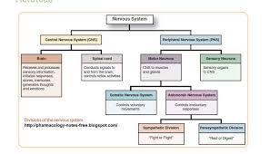 What Is The Difference Between Autonomic Nervous System