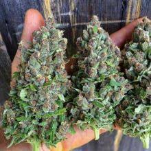 Maybe you would like to learn more about one of these? 13 Cannabis Time Lapse Videos See How Weed Plants Grow Snapzu Com