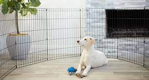 People in germany do it all the time. Easiest Way To Potty Train A Dog Www Macj Com Br