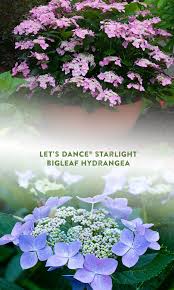 (big leaf hydrangea) let's dance® starlight hydrangea is part of a new series that represents the next generation of reblooming hydrangea! Reblooming Hydrangea For Landscape Containers In 2020 Growing Hydrangeas Reblooming Hydrangeas Hydrangea Not Blooming