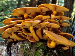 Image result for Gymnosporia pubescens