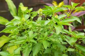 Image result for Ocimum angustifolium