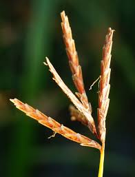 Image result for Cyperus longus