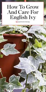 You generally won't need to see your doctor to be diagnosed with a poison ivy rash. Lush And Lively English Ivy Is A Low Maintenance Decorator S Dream Ivy Plant Indoor House Plant Care English Ivy Plant