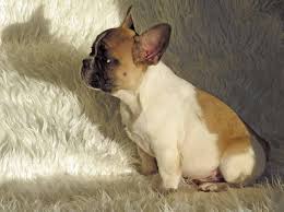 Such dogs have a white body with one or many dark patches. Fawn Pied Male French Bulldog Puppy Animali Acquerello Animali