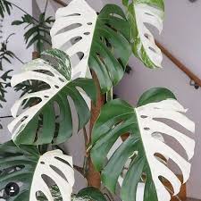 Pin On Colourful Plants And Beautiful Gardens