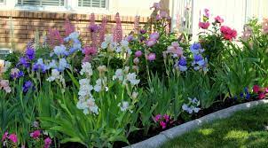 World Of Irises Tall Bearded Irises Complementary Color Schemes Planning Your Iris Bed Bearded Iris Iris Garden Garden Bulbs