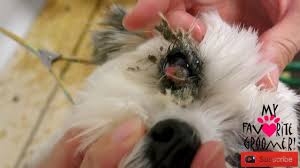 Feb 12, 2005 · the best thing to do is take an ice cube and put it on the wax, that way you can break it off of the fur. Cleaning Your Dogs Eyes Youtube