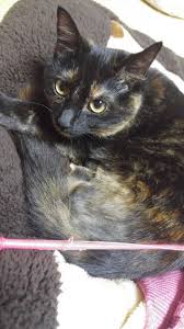 no title calico cat tortoise shell cat cute animals