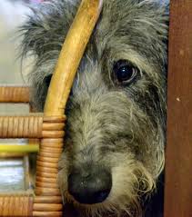 Had sirius only known, we imagine he would have been so proud of his brave brother. Deerhounds In Harry Potter