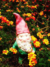 Gnomes Photo Flower Gnome Gnomes Critter Photo