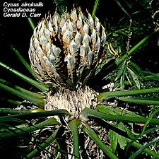 Image result for Cycadaceae