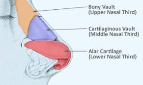 How to use immune in a sentence. Glossary Of Terms Commonly Used In Primary Revision Rhinoplasty