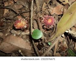 Image result for Balanophoraceae