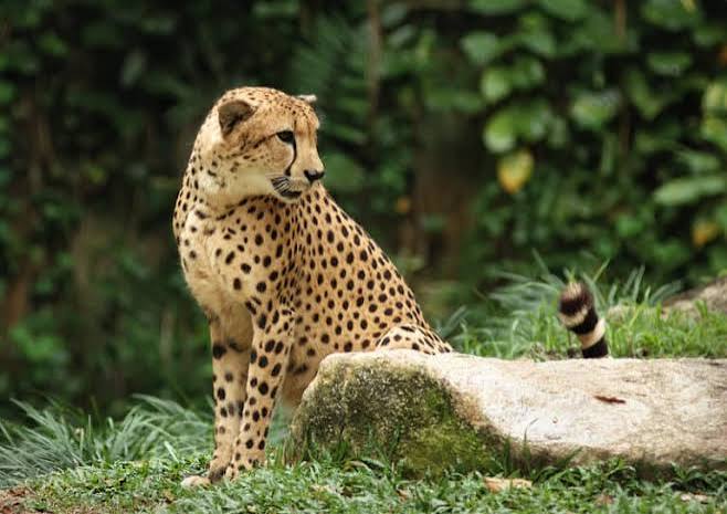 Cheetah Animal Facts - Acinonyx jubatus - A-Z Animals