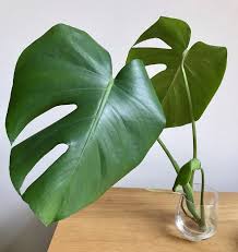 How To Propagate Monstera Deliciosa How To S Apartment Gardening Savvity Network Monstera Deliciosa Indoor Water Garden Propagating Plants