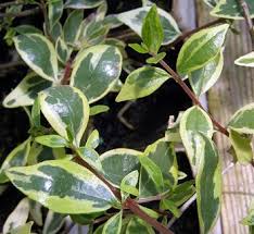 Image result for Albertisia exelliana