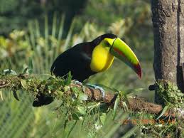 In san vicente de bique. Finca In Atenas Kaufen Costa Rica San Jose Paraiso Verde