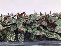 Image result for Calathea