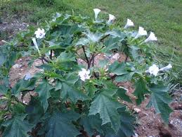 We did not find results for: White Flowers With Purple Thick Stem Big Pointy Leaf Flowers Forums