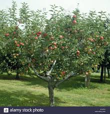 Maybe you would like to learn more about one of these? Early Dessert Apple High Resolution Stock Photography And Images Alamy