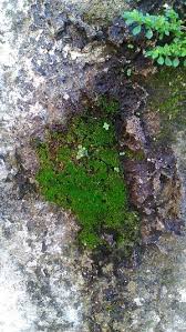 Image result for Crepidomanes