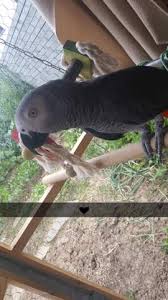 Wo kann man aktien kaufen? Was Soll Ich Mit Meinen Graupapageien Tun Tiere Zoo Papagei