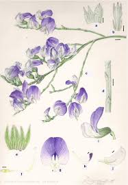 Image result for Psoralea arborea