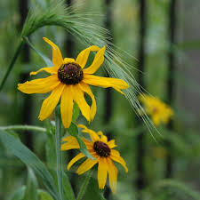 Image result for Renealmia susanneae-katziae