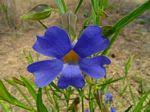 Image result for Thunbergia lancifolia