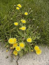 Image result for Taraxacum sp.