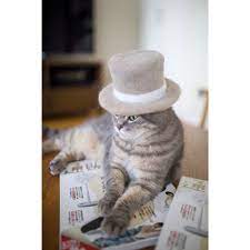 Crafty Cat Lover Photographs Cats In Hats Made From Their Fur Cats Funny Cats Cat Hat