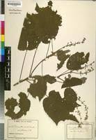 Image result for Triumfetta cordifolia