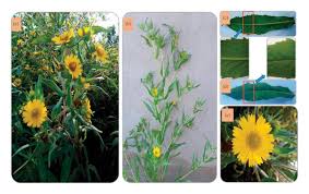 Image result for Aspilia africana